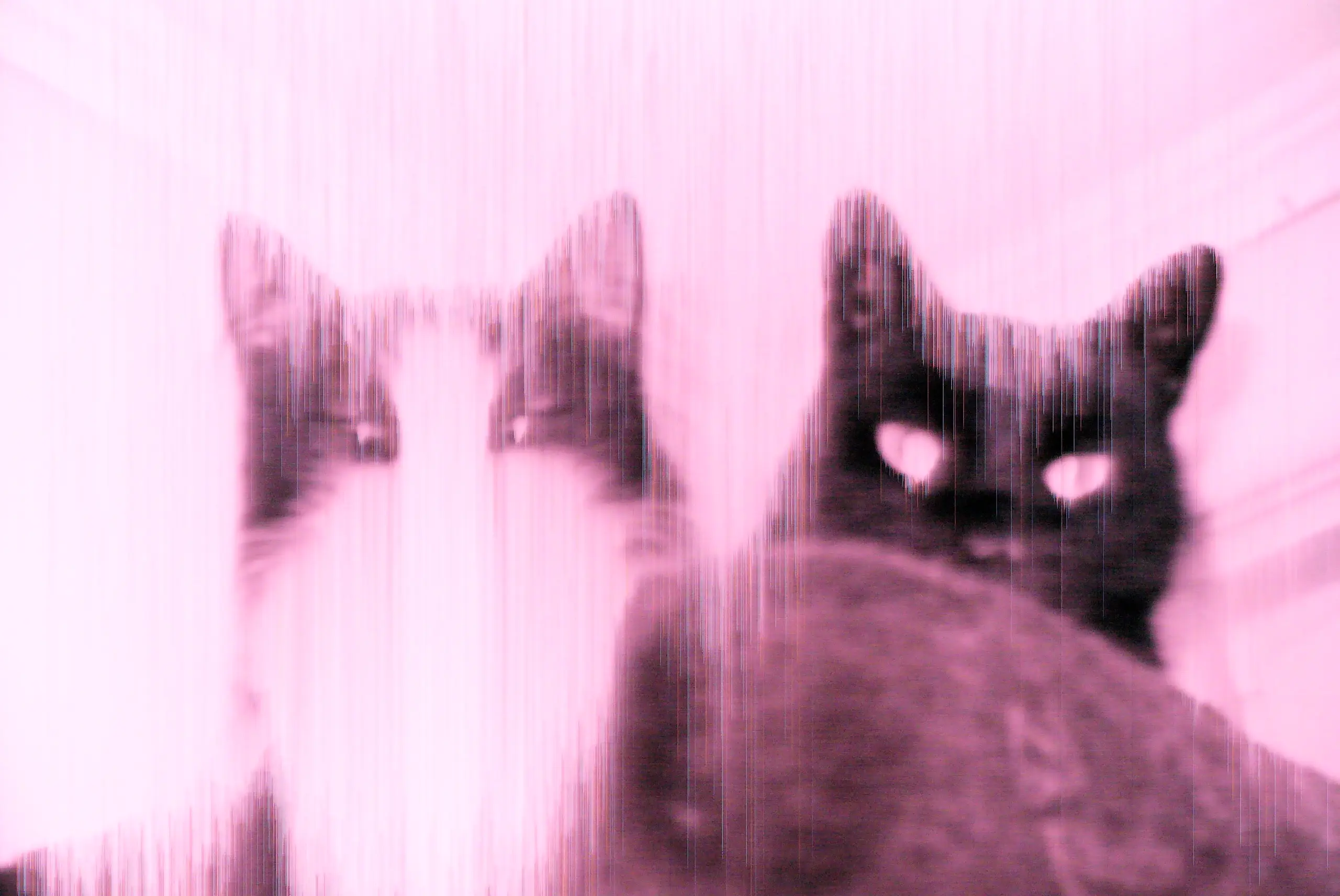 Uglatto Mori: Cats Uglatto Mori: Cats