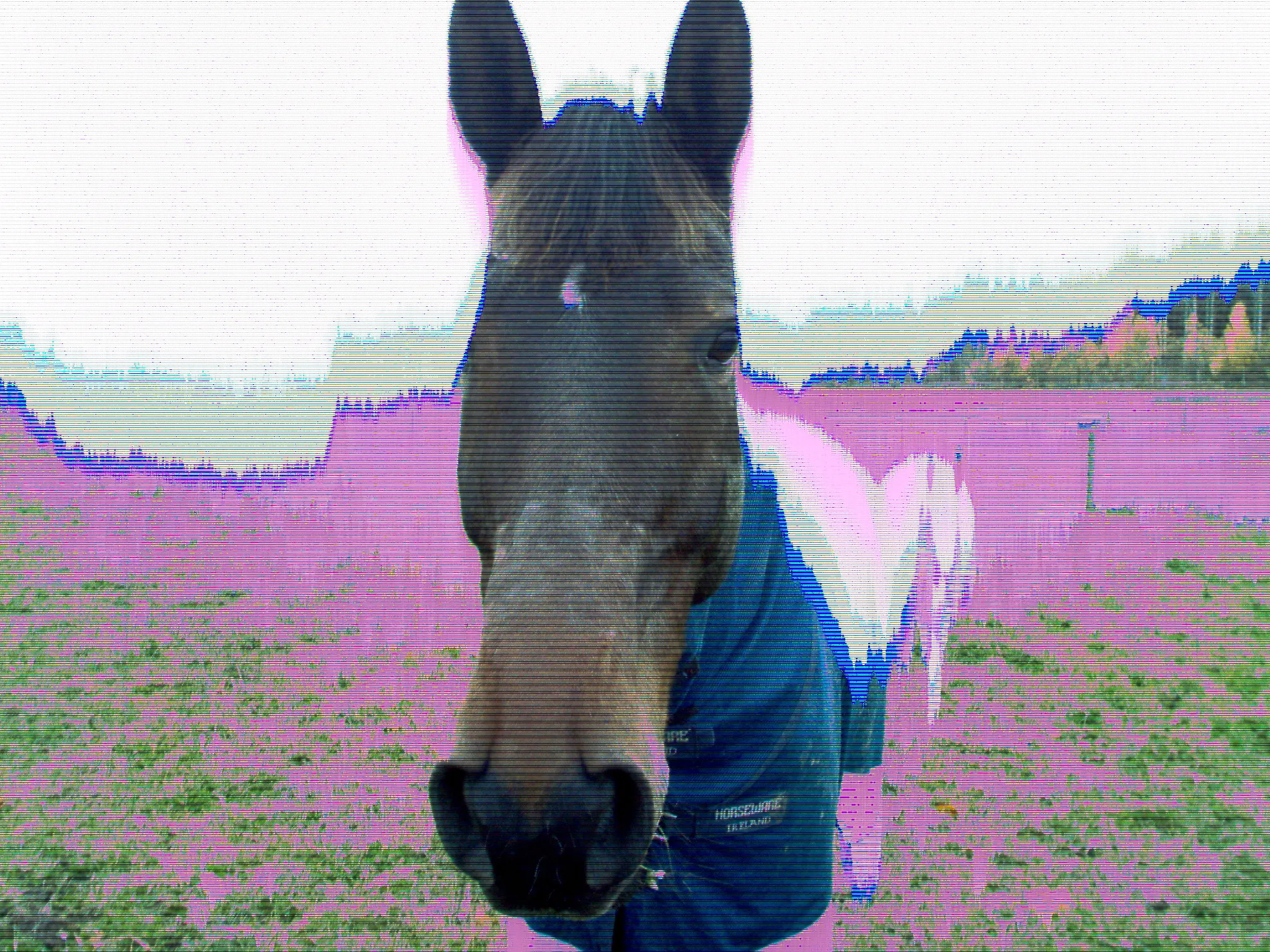 BPMC Paup Eye: Horse in Uppsala BPMC Paup Eye: Horse in Uppsala